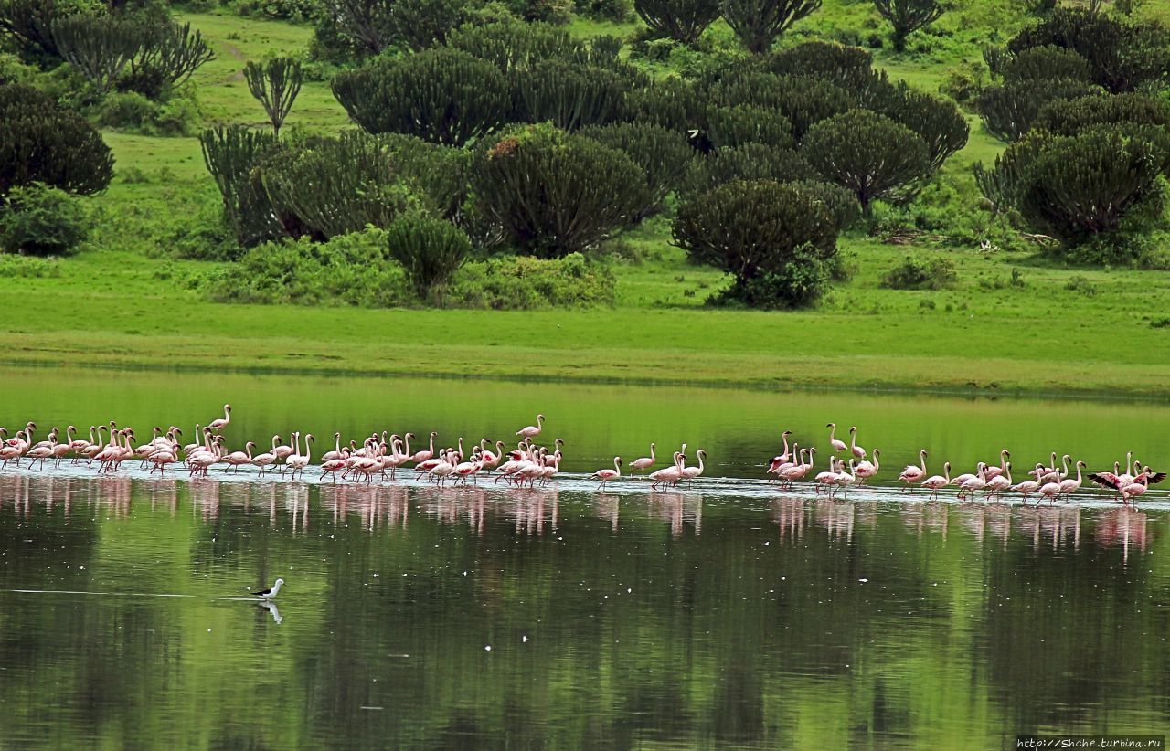 Птичий заповедник Катве / Katwe Bird Sanctuary