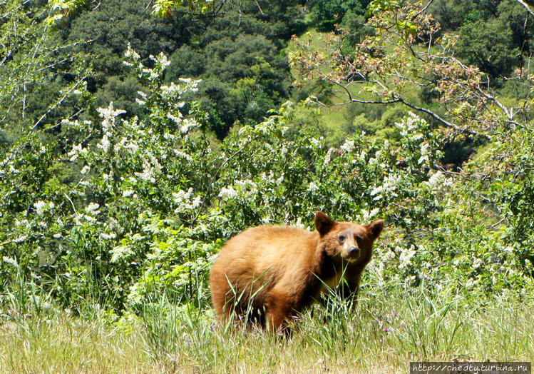 Калифорния. Медведь стоит Калифорния. Медведь стоит