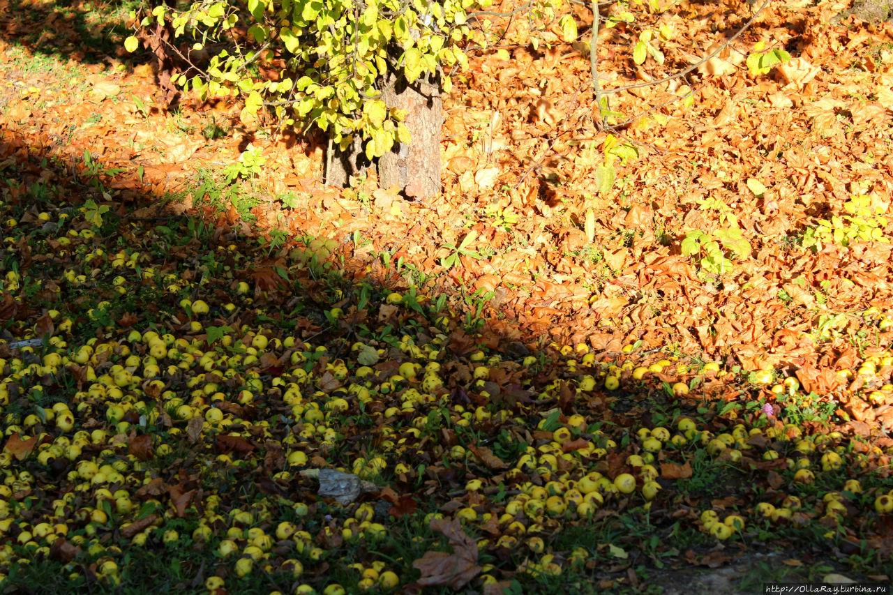 За домом имеется сад, запорошенный опавшей листвой и яблоками. Великий Новгород, Россия