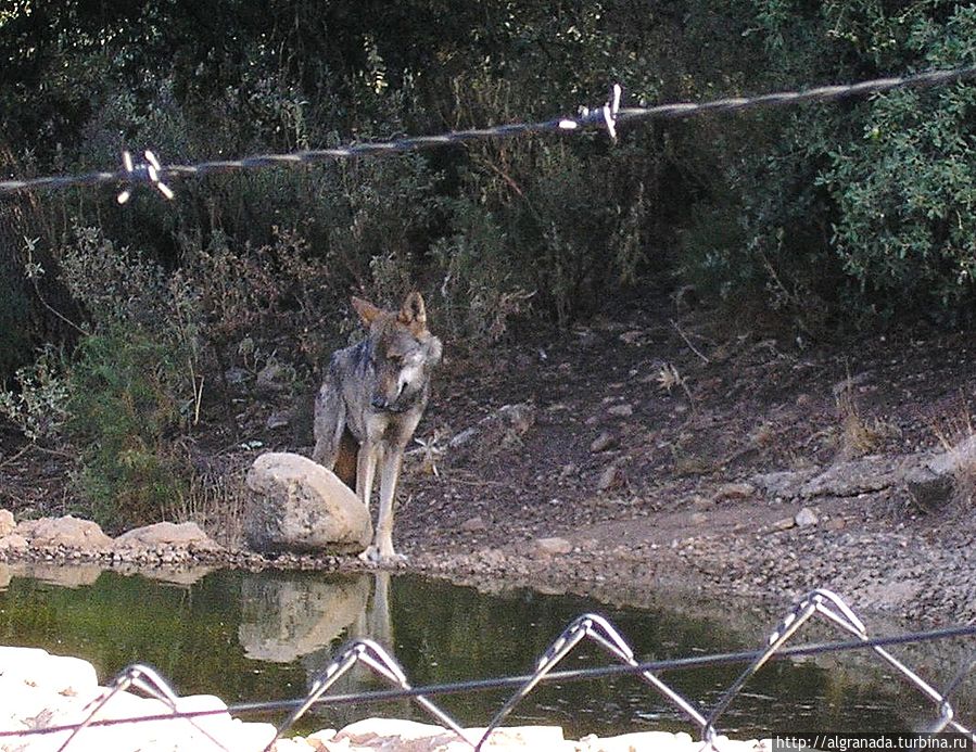 Волчий парк Антекера, Испания