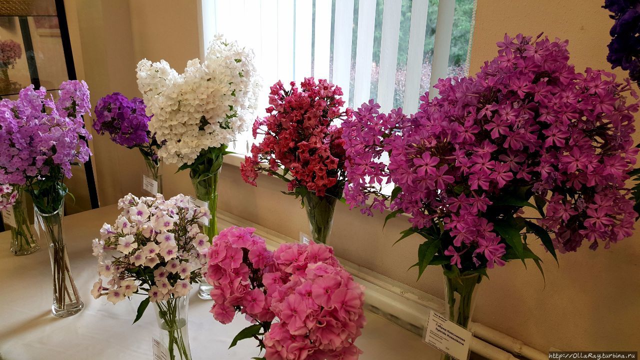 Крайний справа — флокс Гибрид Квасникова. Санкт-Петербург, Россия Крайний справа — флокс Гибрид Квасникова. Санкт-Петербург, Россия