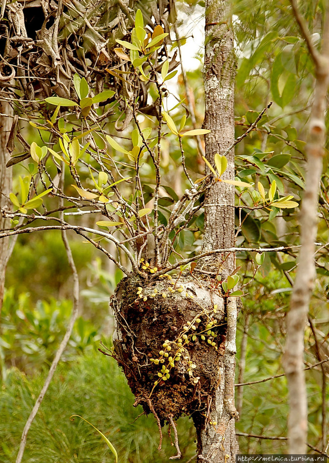 Как они умудряются заползать на дерево и образовывать такой ком для своих корней???  загадка для меня... Бако Национальный Парк, Малайзия