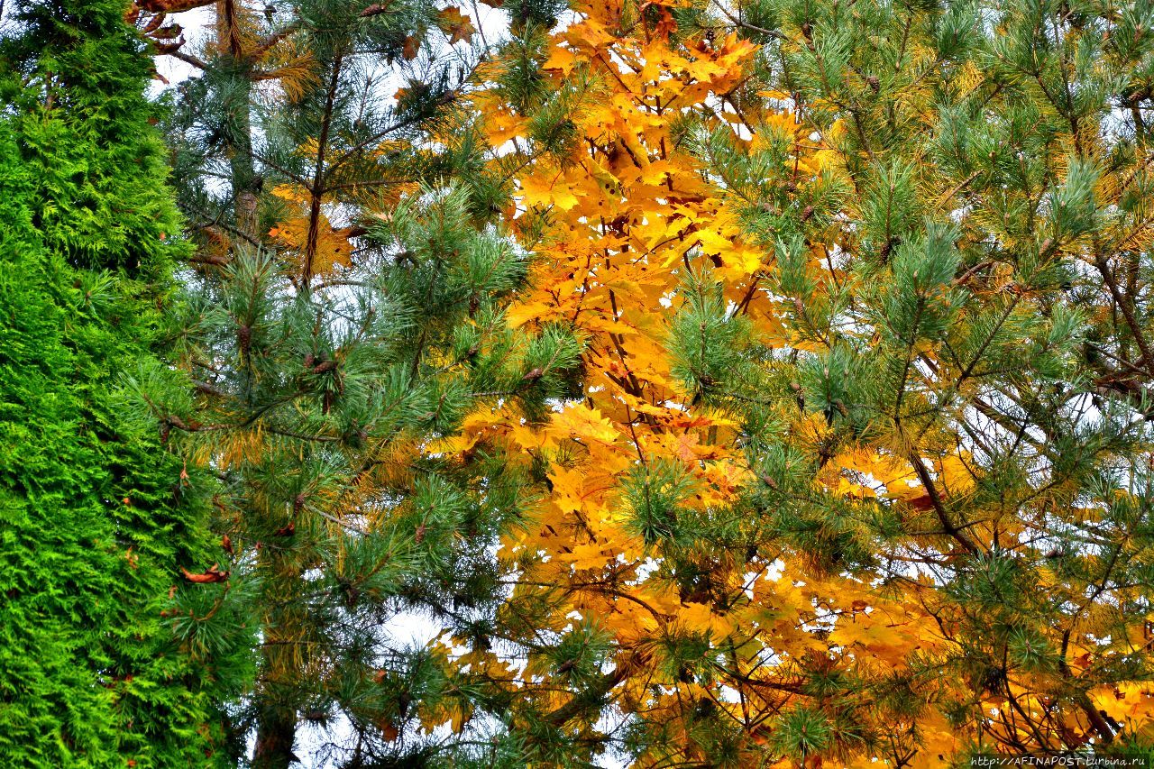 Осень. Зарянка. Родственные души Москва и Московская область, Россия Осень. Зарянка. Родственные души Москва и Московская область, Россия