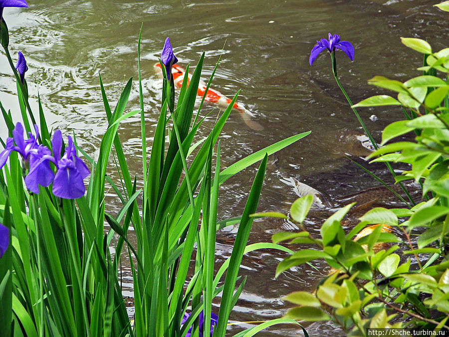 ... и карпы ... и карпы