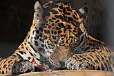 Ягуар (Panthera onca)

Третий по размеру в мире, и самый крупный в Новом свете представитель семейства кошачьих. Ареал вида простирается от Мексики на юг до Парагвая и севера Аргентины.  Вид занесен в Международную Красную книгу.