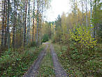 в лесу октябрь финляндия