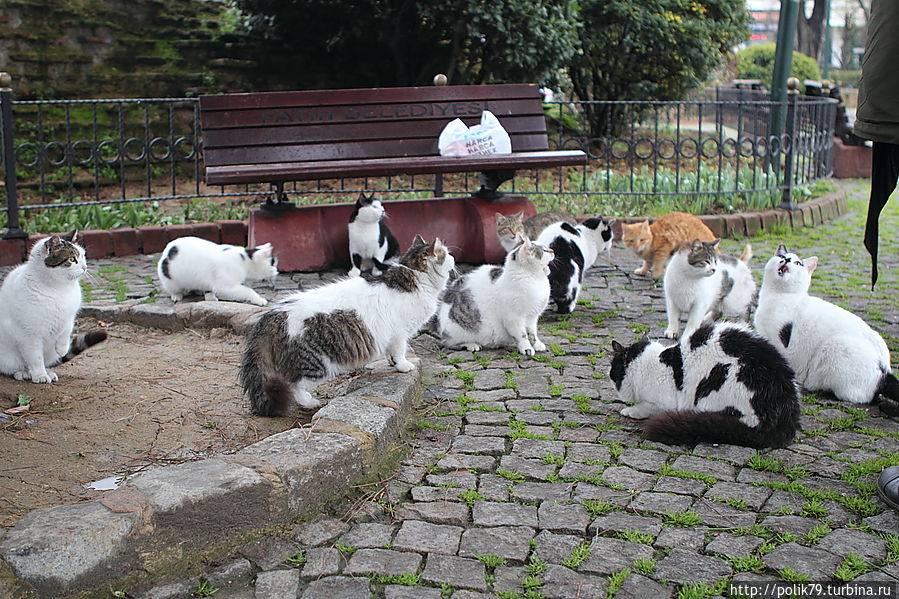 Незначительная часть общего количества стамбульских кошек. Стамбул, Турция