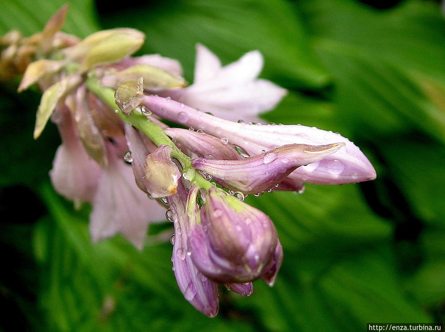 Дачная феерия Дачная феерия