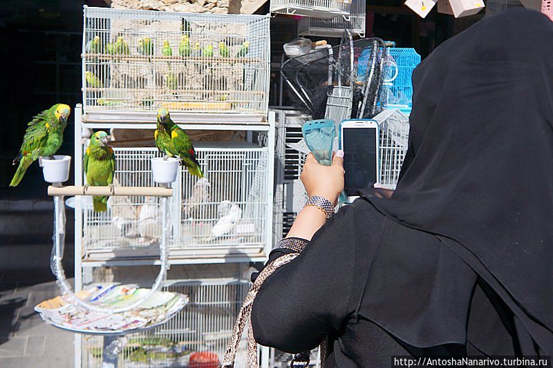 Тетенька фотографирует попугайчиков. Доха, Катар