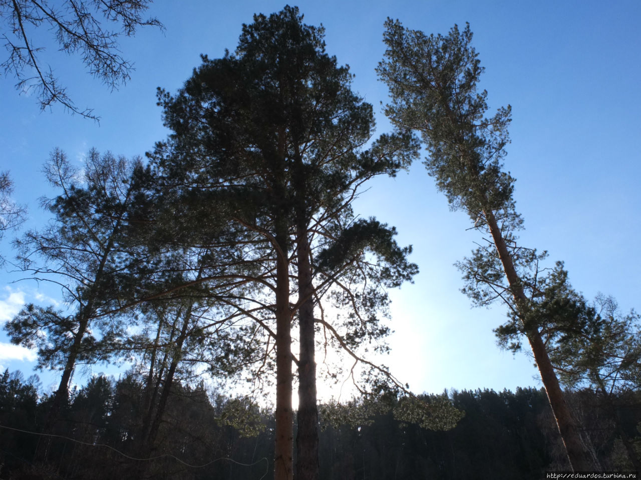 С настроением весеннего леса... Красноярск, Россия С настроением весеннего леса... Красноярск, Россия