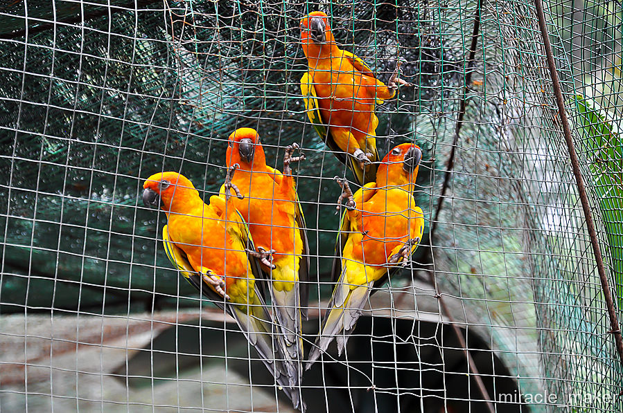 Свободу попугаям! Куала-Лумпур, Малайзия