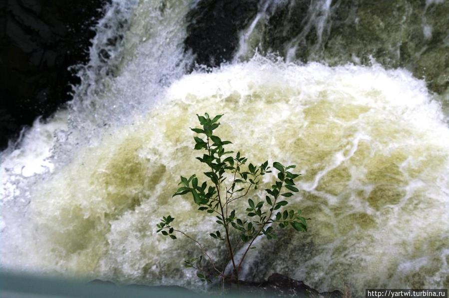 Бурлит вода в водопаде, но деревья продолжают расти Кивач Заповедник, Россия