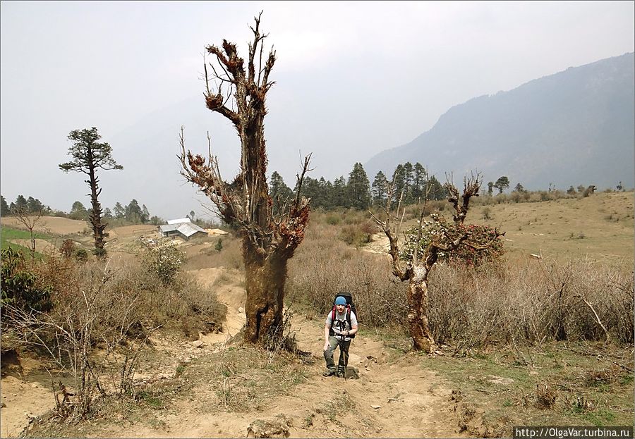 Теперь тропа неуклоннно пойдет в гору. Небольшие луга сменяются  лесом и кустарниками рододендронов, сопровждавшими нас почти до самого верха Госайкунд, Непал