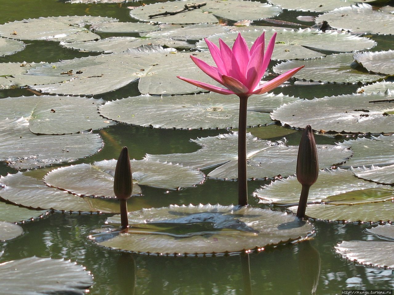 Озеро Kandawgyi Lake в Янгуне Янгон, Мьянма