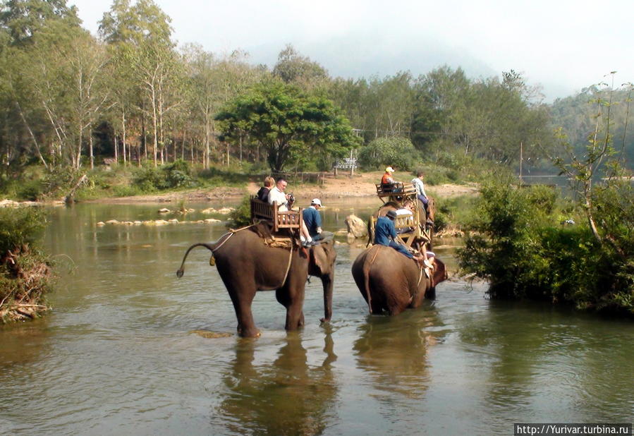 Туристов развлекают катанием на слонах Луанг-Прабанг, Лаос