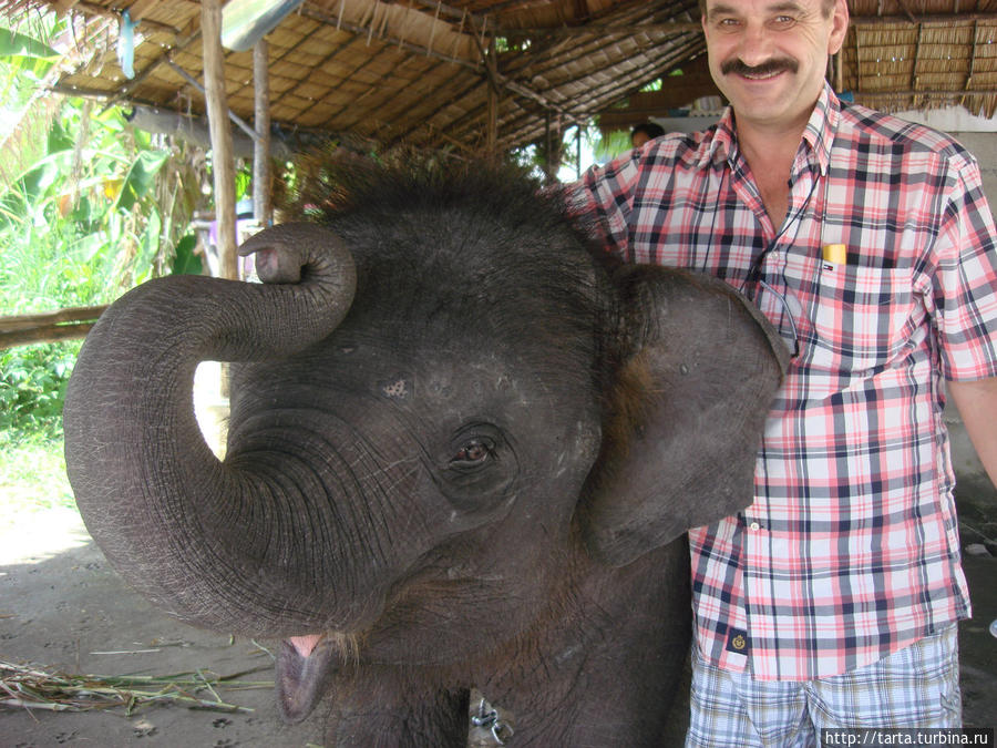 Слоненок, ты просто прелесть! Пхукет, Таиланд