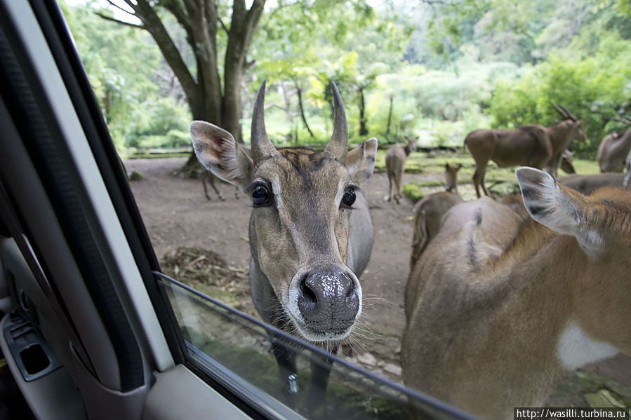 Тоже любитель морковки.:)) Тоже любитель морковки.:))