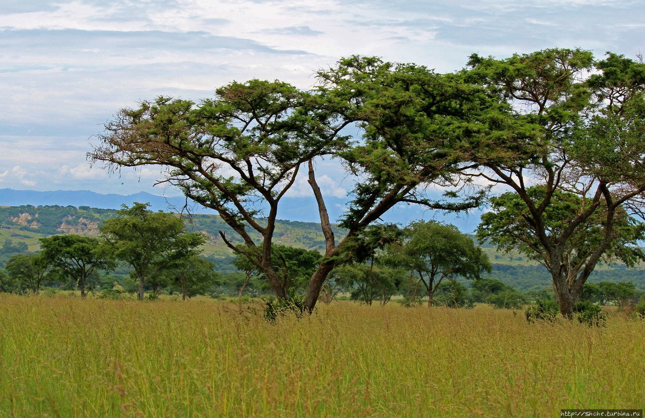 Сектор Ишаша Королевы Елизаветы Национальный Парк, Уганда