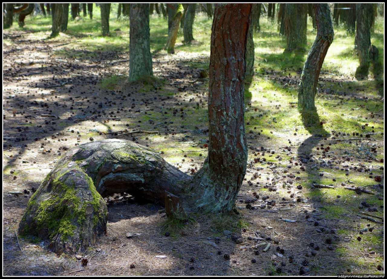 Куршская коса. И на песке растут деревья Куршская Коса Национальный Парк, Россия