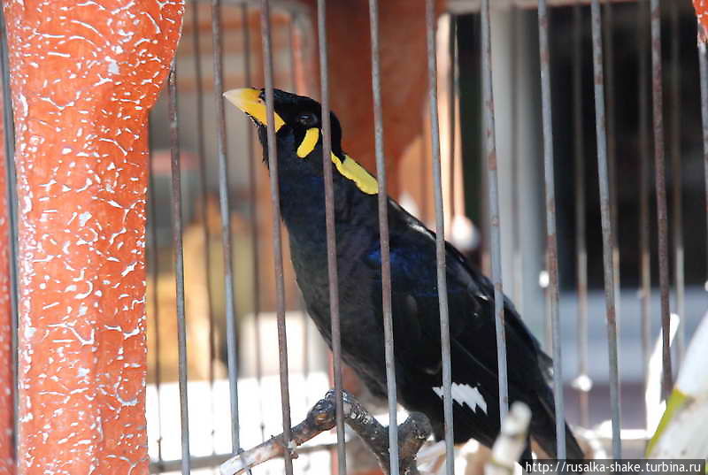Зачем нужны птицы? Бедахулу, Индонезия