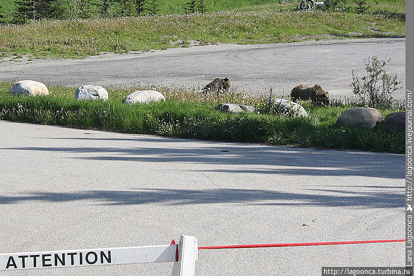 Гризли Гризли