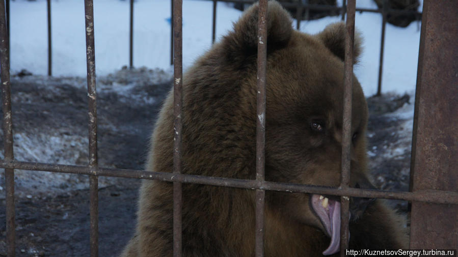 Медведи в этнокультурном комплексе Кайныран Камчатский край, Россия