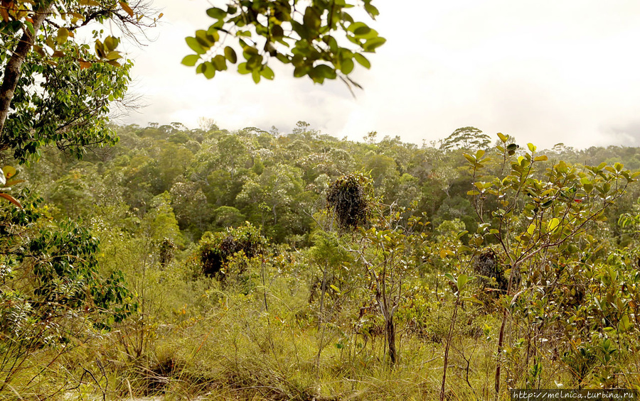 В лучах яркого заходящего солнышка верхушки джунглей искрились, словно усыпанные бриллиантами! Бако Национальный Парк, Малайзия