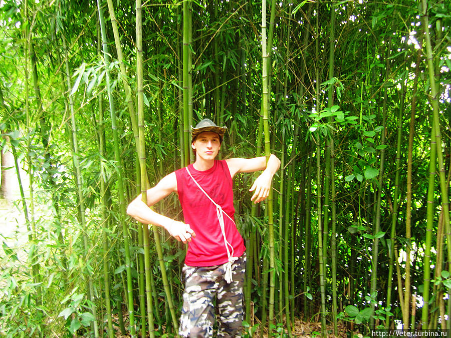 Бамбуковые заросли!