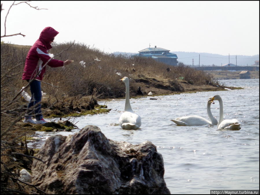 Пусть летят по небу лебеди... Южно-Сахалинск, Россия Пусть летят по небу лебеди... Южно-Сахалинск, Россия