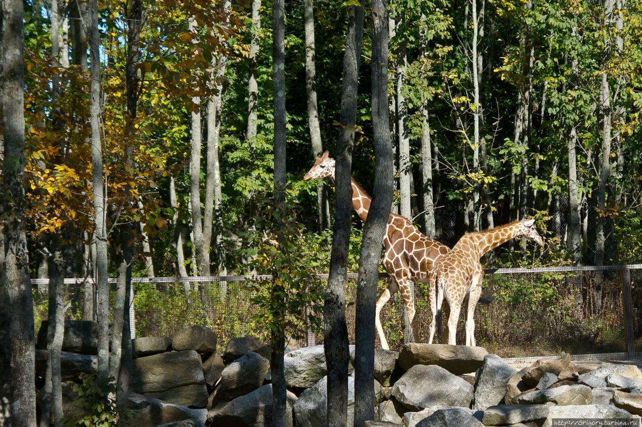 Зоопарк в SOUTHWICK, MA Саусвик, CША Зоопарк в SOUTHWICK, MA Саусвик, CША