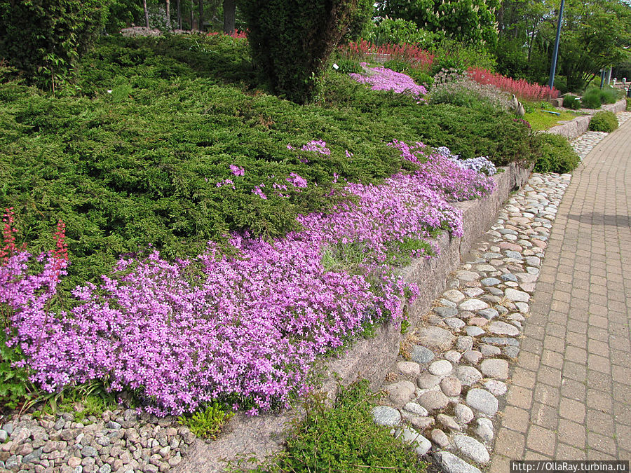 Шиловидные флоксы прекрасно дополняют хвойные растения. Шиловидные флоксы прекрасно дополняют хвойные растения.