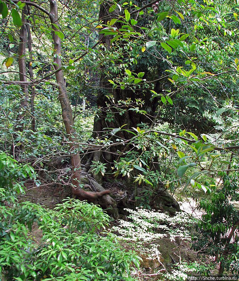 выше уже начинается почти дикий лес выше уже начинается почти дикий лес