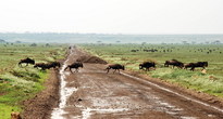 В декабре — январе в танзанийском Серенгети — столпотворение. Все животные мигрировали сюда из кенийского заповедника Масай Мары