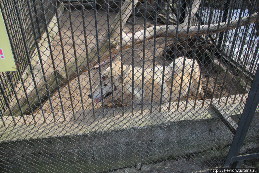 Звериная весна Пермь, Россия Звериная весна Пермь, Россия