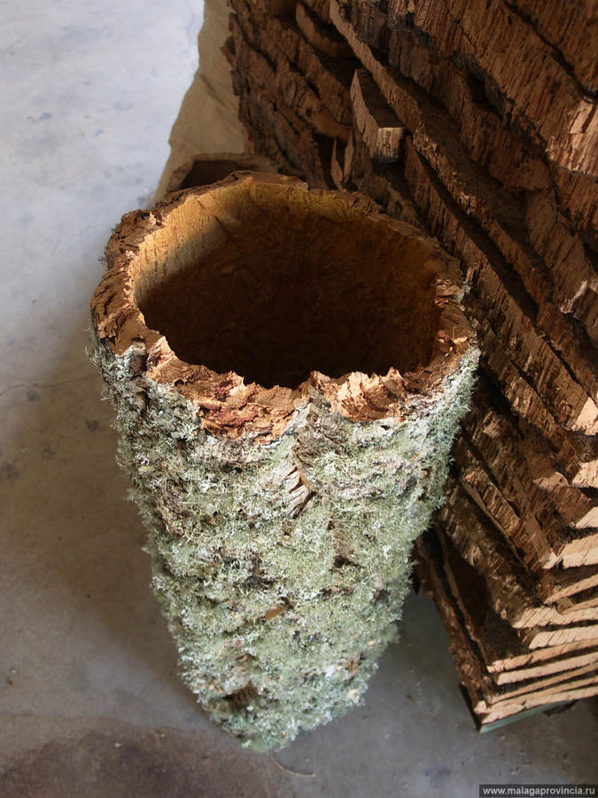 первый слой коры дуба Ронда, Испания первый слой коры дуба Ронда, Испания