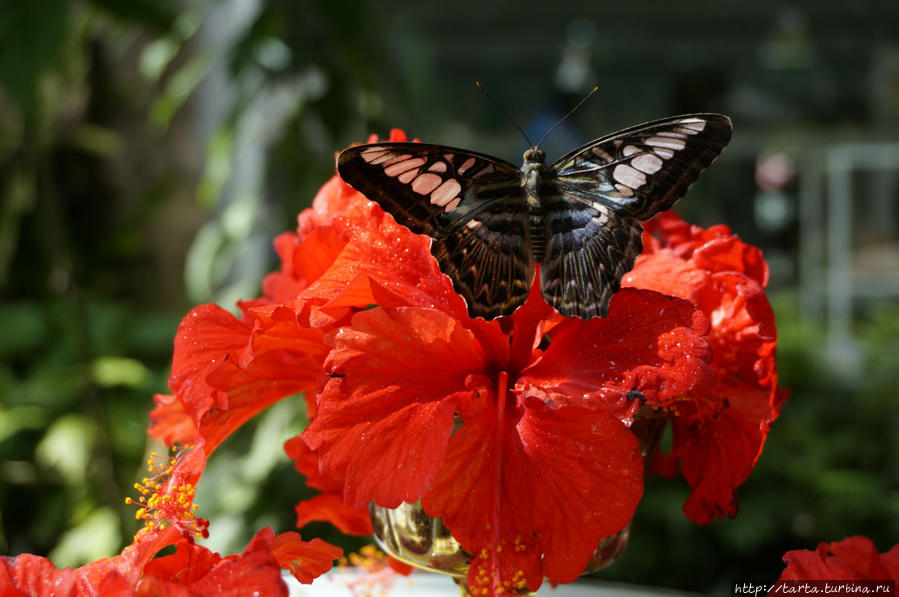 Бабочки летают, бабочки... Пхукет, Таиланд
