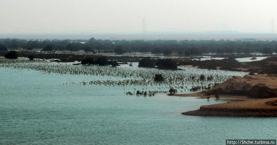 Заповедник по-эмиратски. Миллион мангровых деревьев для даби Остров Джубейл, ОАЭ