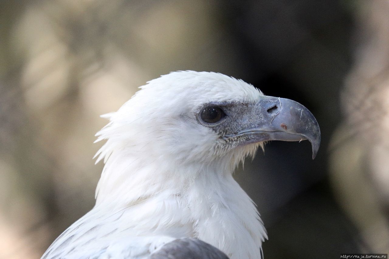 Зоопарк Манилы Манила, Филиппины Зоопарк Манилы Манила, Филиппины