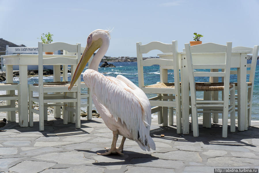 Тот самый пеликан Петрос Остров Миконос, Греция