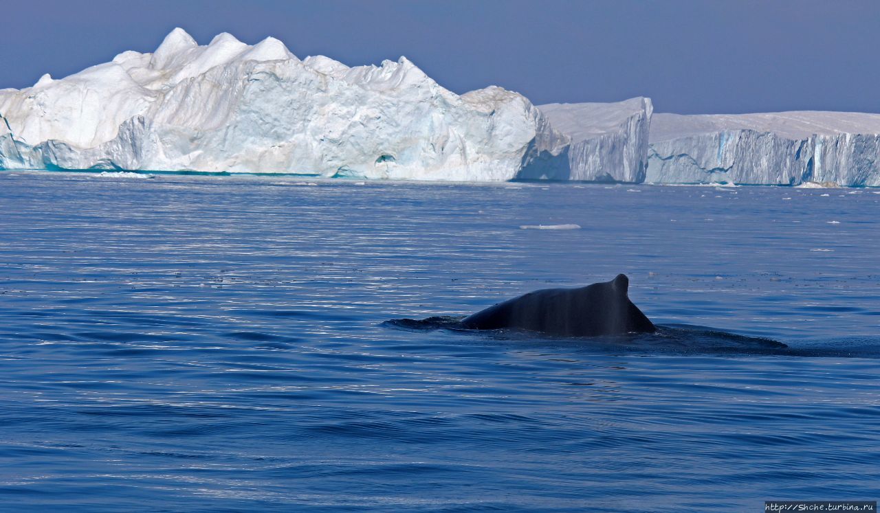А-а... и горбатые киты Фьорд Илулиссат, Гренландия
