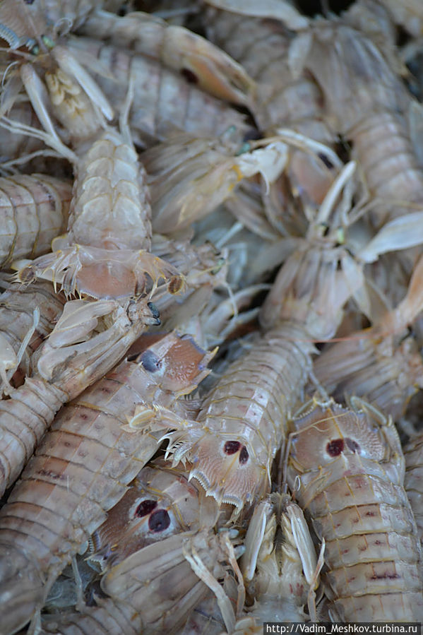 Лангусты Лангусты