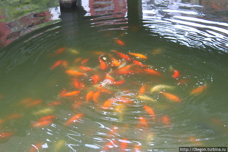 — Посмотри, как резвятся рыбки!
— В этом их счастье.
— Ты же не рыба. Откуда тебе знать, что делает их счастливыми?
— Но и ты — не я. Почем тебе знать, что я не ведаю, отчего счастливы рыбы? Шанхай, Китай