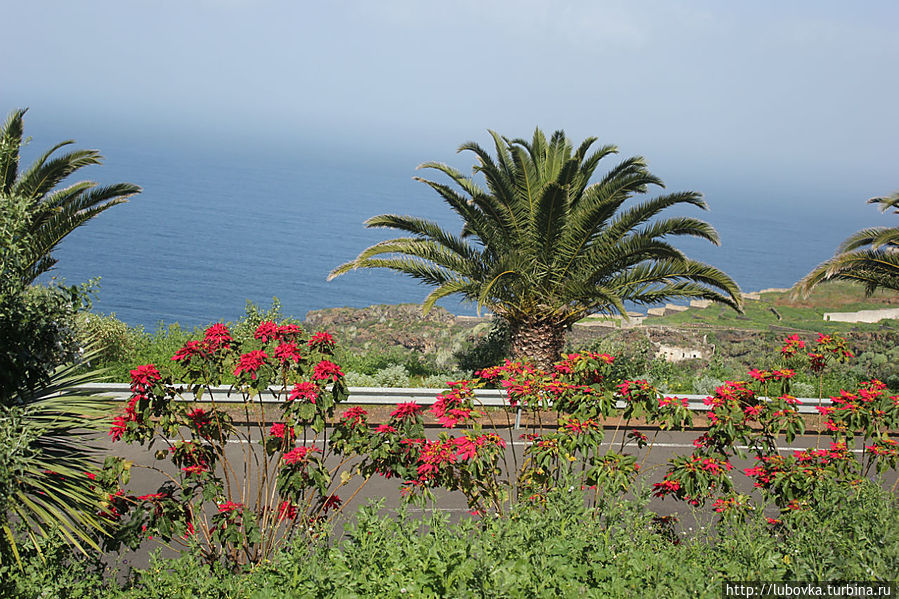 По дороге в г. Пуэрто де ла Крус. Фото из окна автобуса. По дороге в г. Пуэрто де ла Крус. Фото из окна автобуса.