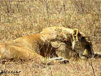 Львицы в парке Нгоронгоро. спали. и вдруг...