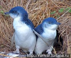 Голубые пингвины. Из интернета Штат Тасмания, Австралия