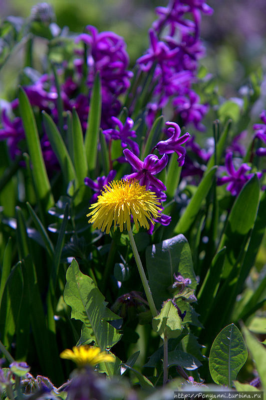 Леонберг. Цветет померанцевый сад Леонберг, Германия