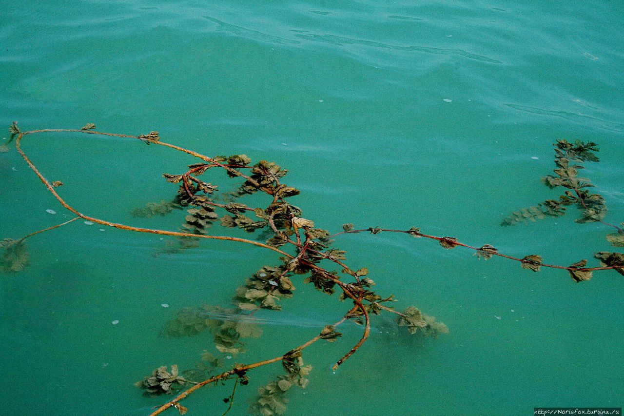 Это не змеи, а всего лишь водоросли. А цвет воды именно такой и есть. Шиофок, Венгрия