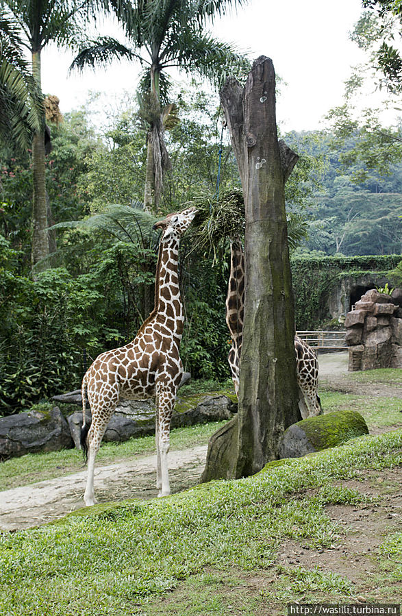 Ещё два жириновских... Ещё два жириновских...