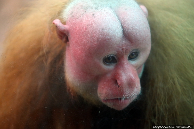 Зоопарк Лимы Лима, Перу Зоопарк Лимы Лима, Перу