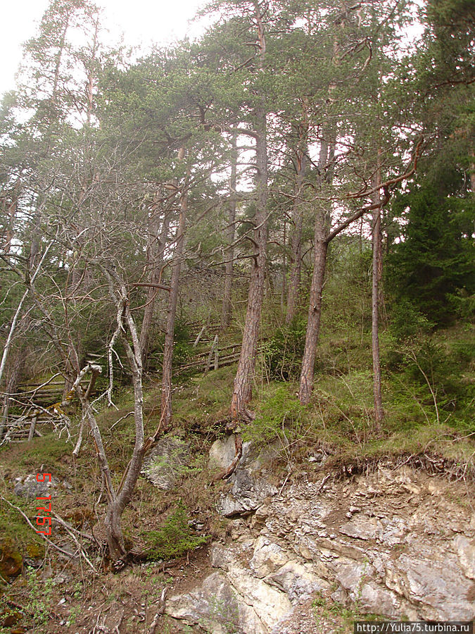 Лес возле замка Лес возле замка